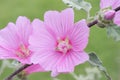 Tree mallow Lavatera olbia Rosea tree, lilac inflorescence